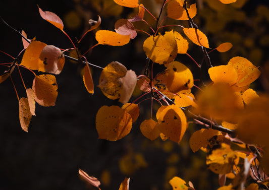 The blog post about Reading List: Six Works by Indigenous Authors